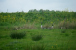 Natuur